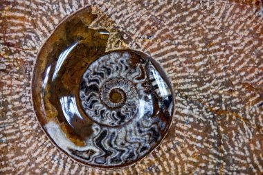 Nautilus Fosili taş