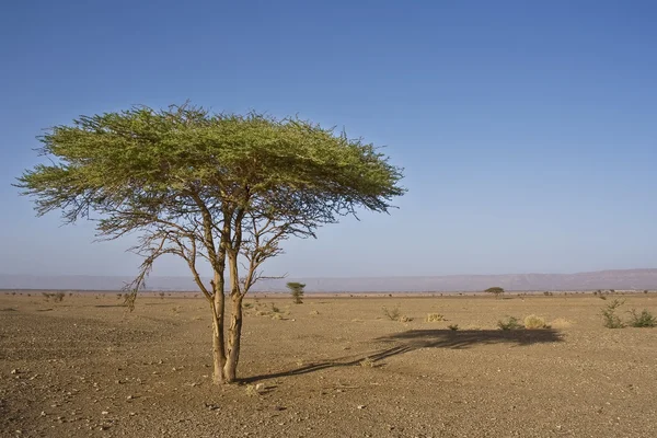 Única árvore no deserto — Fotografia de Stock