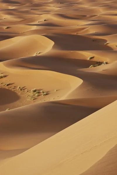 Desert sand dunes — Stock Photo, Image