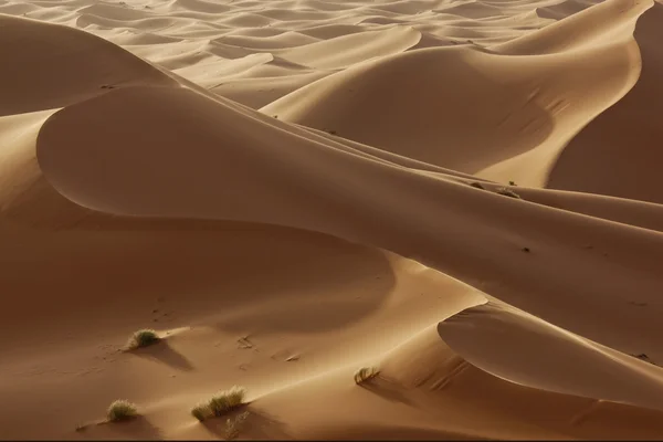 撒哈拉沙漠中的沙丘 — 图库照片