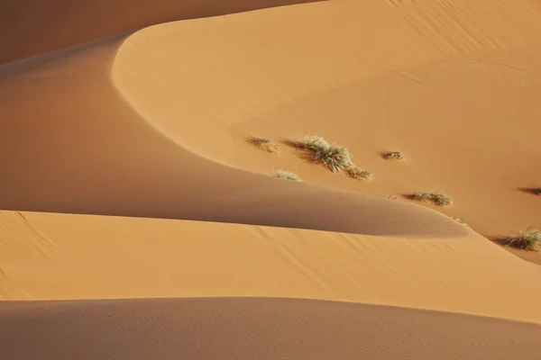 Duna de areia do deserto em forma macia — Fotografia de Stock