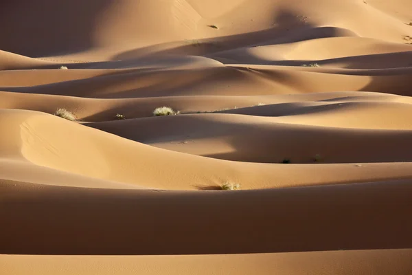 Deserto Dune di sabbia — Foto Stock