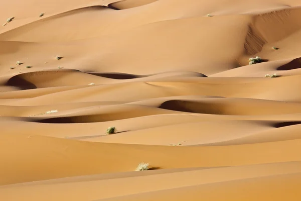 Опустевшие дюны — стоковое фото