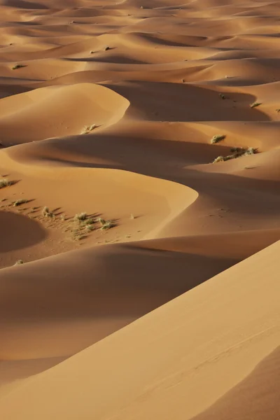 Dunes de sable dans le désert du sahara — Photo