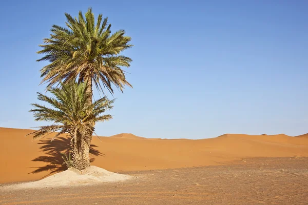 Palme da dattero in dune di sabbia — Foto Stock