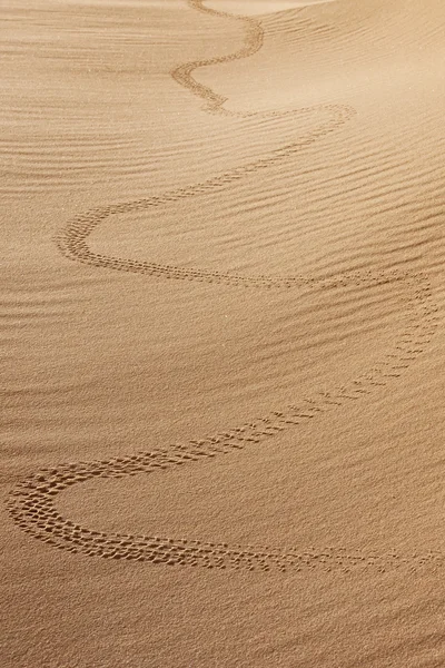 Pista di animali nella sabbia del deserto — Foto Stock