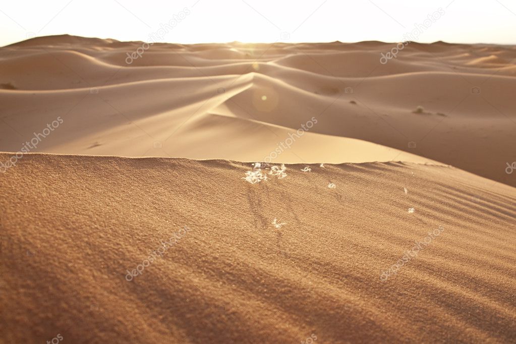 Sunset and desert sand dunes