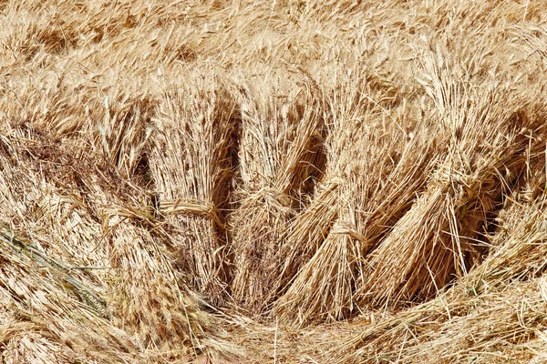 Bundles of ripe grain — Stock Photo, Image