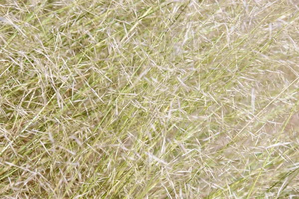 Sfondo di fili d'erba in dayligh — Foto Stock
