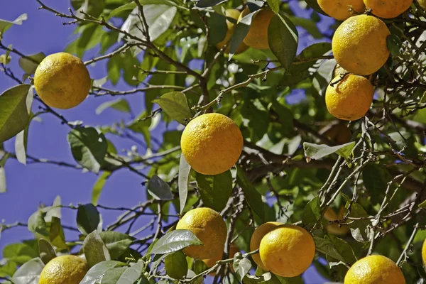 Ripe oranges on tree — Stock Photo, Image
