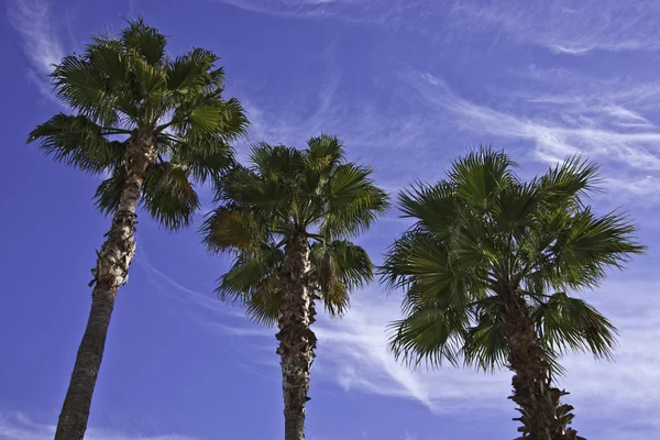 棕榈树与蓝蓝的天空 — 图库照片