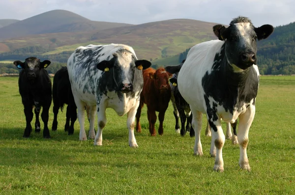 Um bando de vacas — Fotografia de Stock