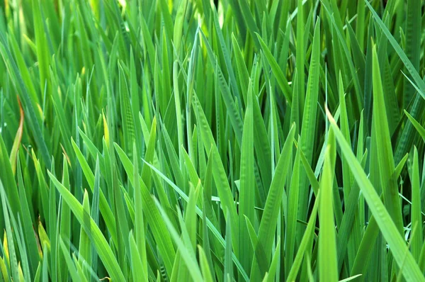 Фонове зображення високої трави — стокове фото