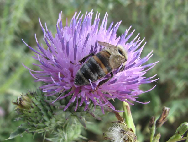 Bir arı çiçekten nektar toplar..