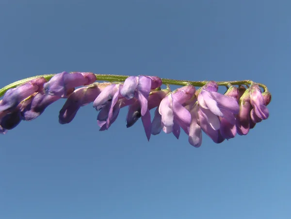 Mavi gökyüzü üzerinde mor çiçek