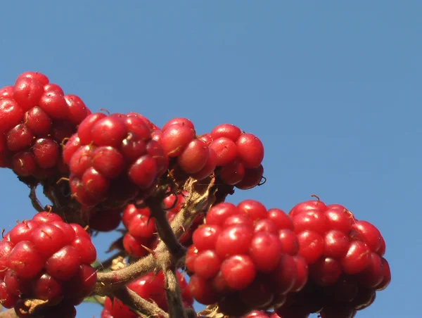 BlackBerry röd i den blå himlen — Stockfoto