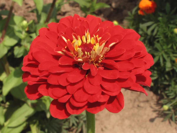 stock image Red flower