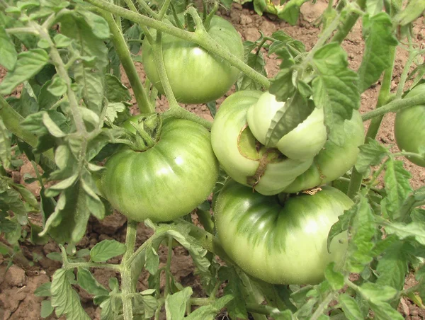 stock image Green tomatoes