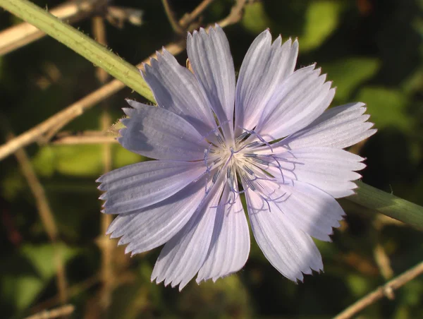 stock image Blue flower