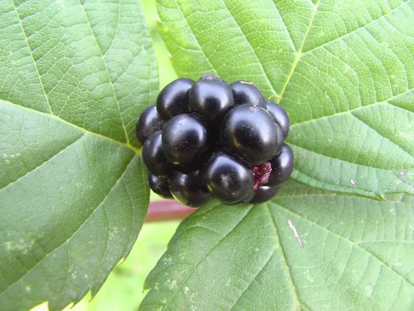 Blackberry on green leaves — Stock Photo, Image