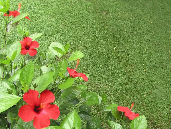 Türk yeşil çimlerde gül.