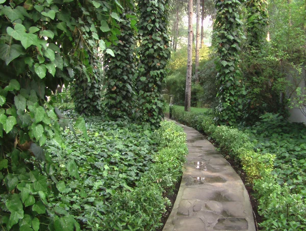 Sarmaşıklar çam ağaçları