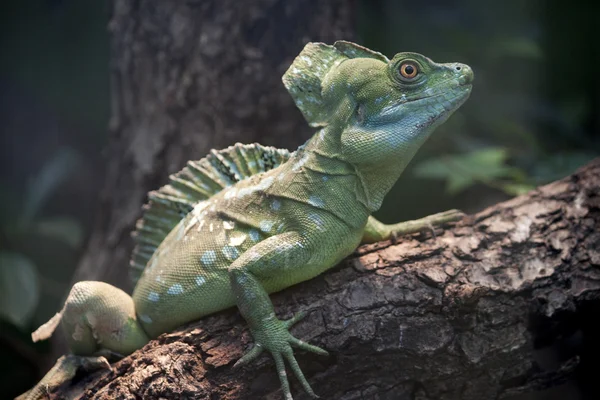 stock image Stirnlappenbasilisk