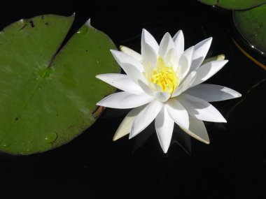 Water lilly bloom clipart