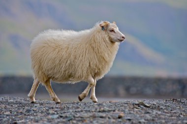 Iceland sheep clipart