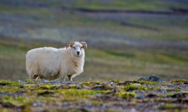 Iceland sheep clipart