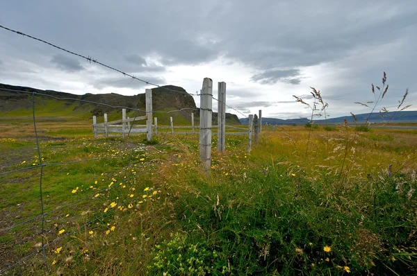 Исландское поле полевых цветов — стоковое фото