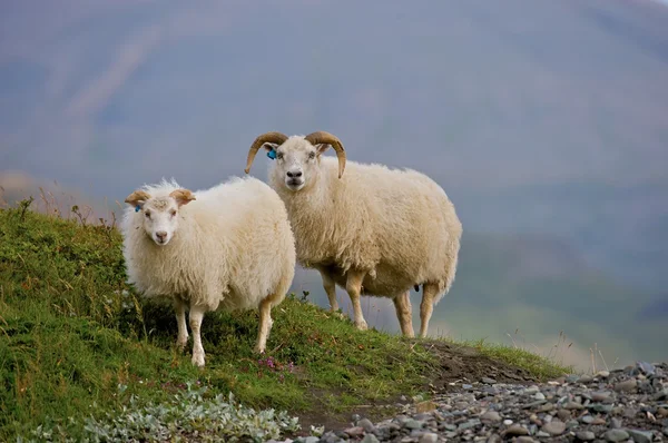 Iceland ovinos — Fotografia de Stock