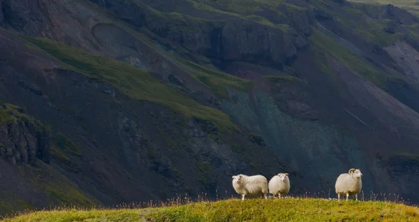 Islande moutons — Photo