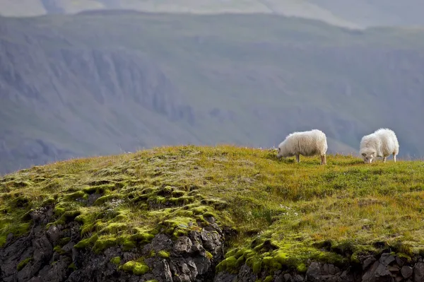 İzlanda koyun — Stok fotoğraf