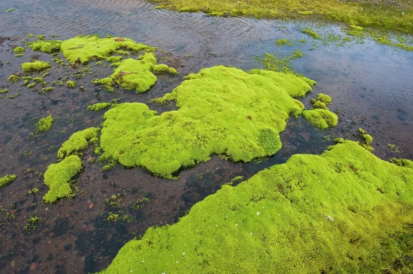 stock image Iceland moss