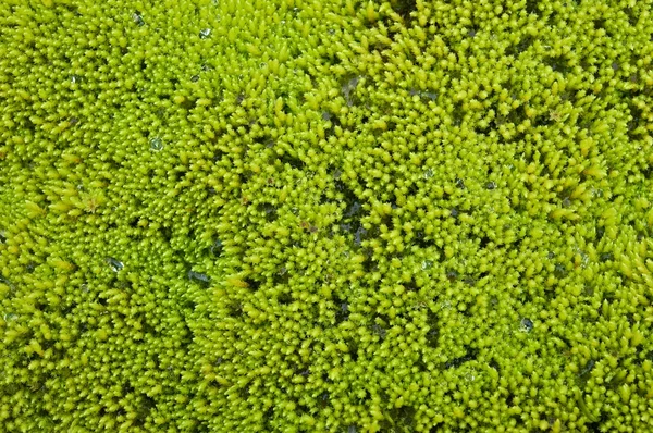 Iceland moss — Stock Photo, Image