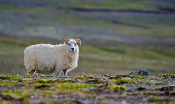 Islandská ovce — Stock fotografie