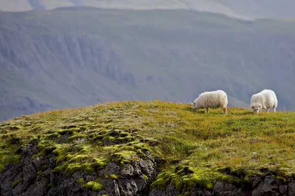 IJsland schapen Rechtenvrije Stockfoto's