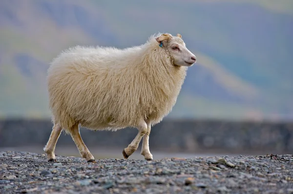 Islandia ovejas Imágenes de stock libres de derechos