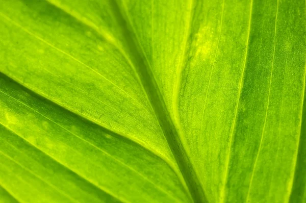 잎 클로즈업 — 스톡 사진