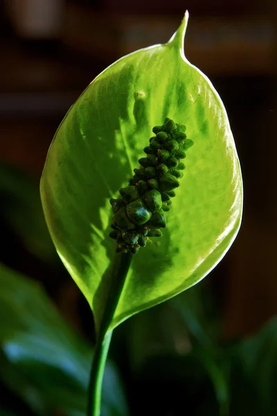 stock image Plant pod