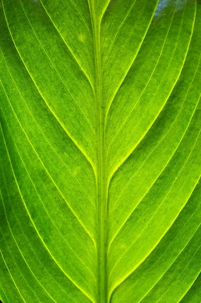 Peace Plant close-up — Stock Photo, Image