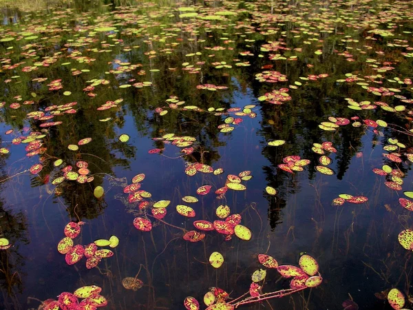 Water plants floating — Stock Photo, Image