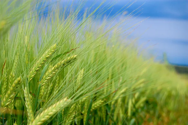 Grüne Ähren aus Weizen Stockbild