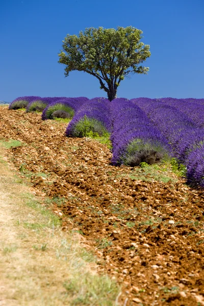 Provence, França — Fotografia de Stock