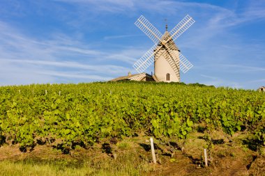 Vineyard in France clipart