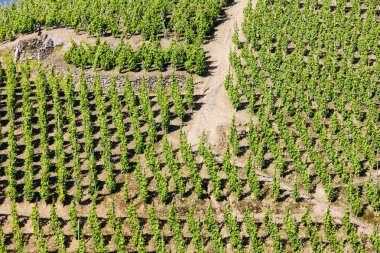 Vineyard in France clipart