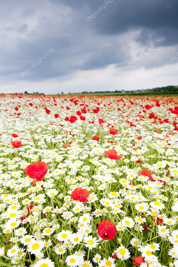 Summer meadow in blossom
