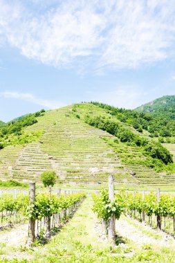 Wachau bölgesi