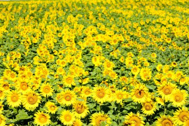 Sunflower field clipart